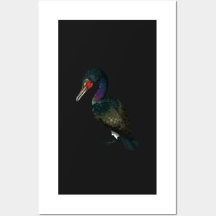 Pelagic Cormorant Posters and Art